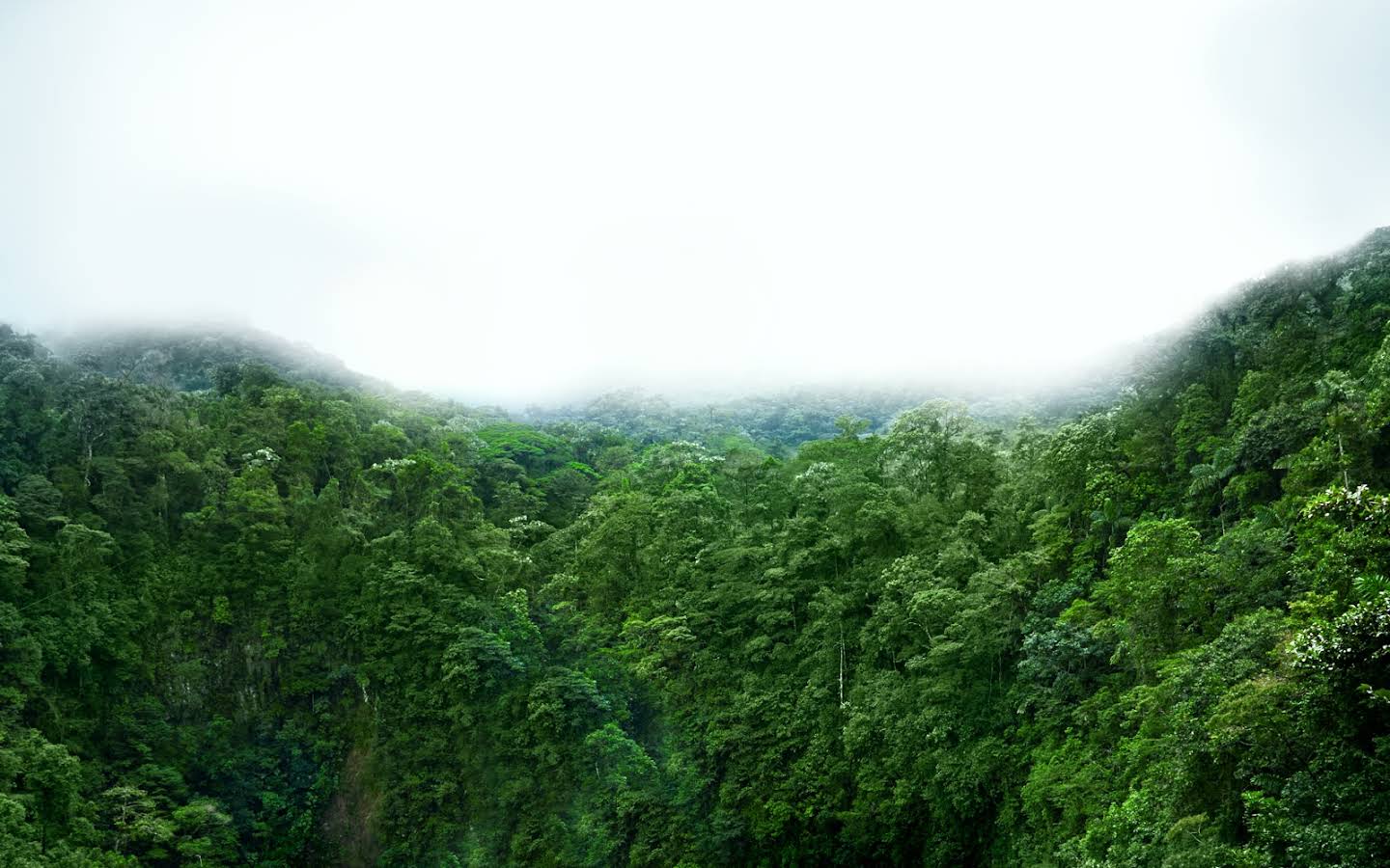 Rainforest treetop imagery expands as you scroll, becoming the background of the entire screen.
