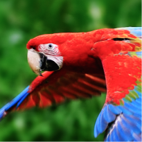 A block of four images. First image is a red parrot in flight.